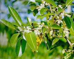 Image result for Calophyllum