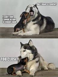 In a world older and more complete than ours, they move finished and complete, gifted with extensions of the. Funny Animals With Quotes Gallery