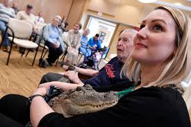 He loves attention ... people': York County man has emotional support  alligator