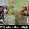 Your total griffon guide wirehaired pointing griffon, pointing griffon, griffon puppies and adults. Https Encrypted Tbn0 Gstatic Com Images Q Tbn And9gcsebe1zw2dp4dlgoboqxrforl2eelraqu Nrf Ccsnkjcj4hfys Usqp Cau