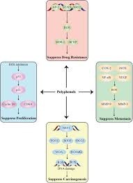 Phytotherapy Research | Medicinal Chemistry Journal | Wiley Online Library