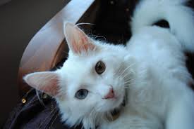 Apakah karena kasih sayang atau cuma karena bosan di rumah? Tips Mendapatkan Kucing Anggora Harga 200 Ribu Info Binatang