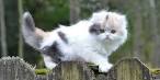 Munchkin cat - Price, Personality, Lifespan