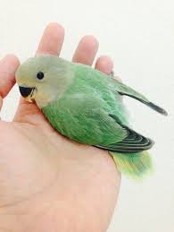 Baby Seagreen Love Bird Opline Pet Birds African Lovebirds Cool Pets