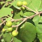 Image result for Grewia monticola