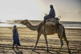 On the beaches of essaouira and at the heart of the forest, zouina cheval welcomes you for camel rides and camel treks. Day Camel Ride With Picnic On Essaouira S Beach 2021
