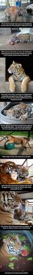 Mama bear struggles to get her four cubs across road in winsted, connecticut. 220 Baby Tigers Ideas Baby Tigers Baby Tiger Animals Beautiful