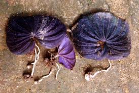 Image result for Nervilia petraea