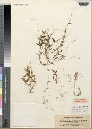 Image result for Arthraxon lancifolius