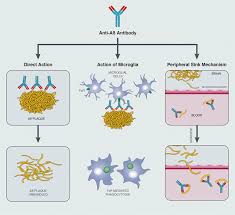 The crystal structure of the fab fragment of aducanumab bound to its epitope peptide reveals that aducanumab recognizes a compact epitope that sits in a shallow pocket on the antibody surface. Mechanism Of Amyloid B Ab Removal Via Ab Specific Antibodies Fcr Download Scientific Diagram