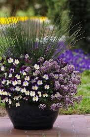 Cool Wave Pansy With Juncus And Alyssum Ornamental Grasses Container Gardening Plants
