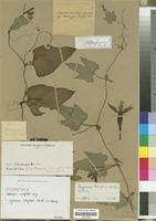 Image result for Lagenaria breviflora