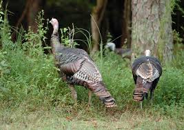 When Does Turkey Season End in Alabama