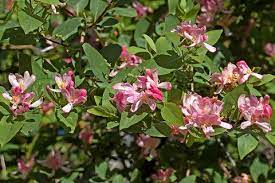 Pink Flowering Bushes Pink Flower Pictures Flowering Shrubs