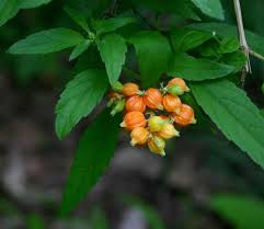 Image result for Hoslundia