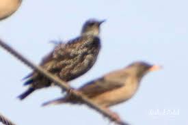 Common Starling,કાળુ વૈયું