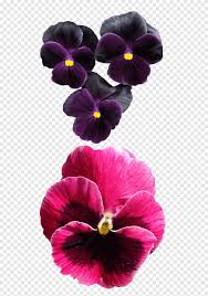 Drawing orchid violet purple orchids flower tattoo hd png download kindpng. Pansy Violet Flower Drawing Pansy Flower Purple Violet Png Pngegg