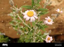Image result for Athrixia phylicoides