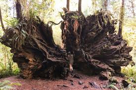 The trusted travel site for the latest reviews & lowest prices. Redwoods National Park The Ultimate 2 Day Itinerary Reckless Roaming