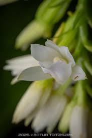 Image result for Eulophia flavopurpurea