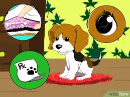 *watch at your own risk*. How To Pick The Perfect Puppy 8 Steps With Pictures Wikihow