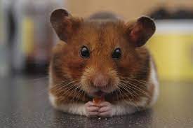Hamster come filhotes: o que fazer? | Blog da Cobasi