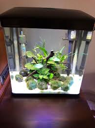 Betta fish aquarium fish together with small rocks the betta fry but you can refer to. Betta Fish Tank Sumra