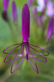 Plantes Inhabituelles Planter Des Fleurs Fleurs Rares