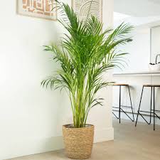 Image result for Dypsis