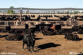 Wagyu Beef Cattle Breed In Australia Wagyu Beef Beef Cattle Wagyu
