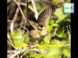 Kecici Belang Bagus Untuk Master Murai Batu Kacer Durasi L Ama Burung Suara Murai