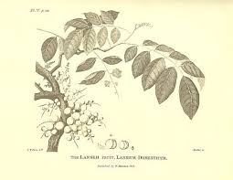 Join facebook to connect with daun kalapa and others you may know. Bean Coolen Coffee You Hide My Coffee But Today I Ll Tell The World