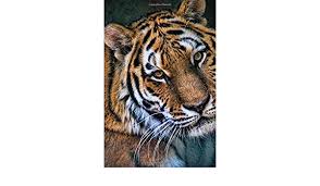 I had never been on a bicycle in my life nor even very close to one, but in a couple of hours i had learnt to ride a bicycle myself and was teaching other people. Magnificent Tiger Portrait Big Cat Journal 150 Page Lined Notebook Diary Creations Cs 9781546320180 Amazon Com Books