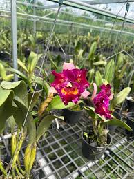 Image result for Rhipidoglossum globulosocalcaratum