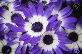 You'll even learn about seasonal lilies like the easter lily and super fragrant ones like asiatics. Lila Bluten Mit Dunkler Mitte Lizenzfreie Fotos Bilder Und Stock Fotografie Image 90526023
