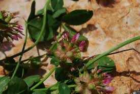 Image result for Trifolium spumosum
