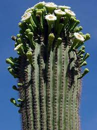The flower of saguaro cactus found as. Giant Cactus Sage Of The Desert Saguaro Saguaro Cactus Sahuaro Carnegiea Gigantea Is A Tall Tree Like Cactus Plants Cactus Flower Saguaro Cactus Plant