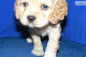 Puppies for sale from dog breeders near jonesboro, arkansas. Buffie Buff Cocker Spaniel Female Cocker Spaniel For Sale Cocker Spaniel Puppies For Sale Cocker Spaniel Puppies