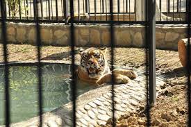 Wikimedia commons has media related to zoos in azerbaijan. Baku Zoo Where You Can Observe Daily Life Of Different Wild Animals