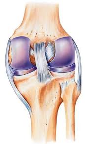 We did not find results for: Cruciate Ligament Tear Surgery Rehabilitation Costs Joint Surgeon Com