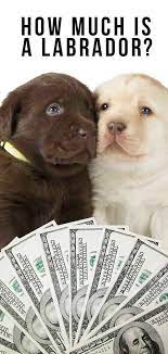 Lab puppies for sale near me. How Much Is A Labrador Will This Breed Break The Bank