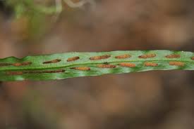 Image result for Loxogramme