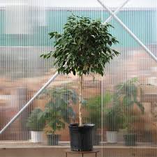 Image result for Ficus demeusei