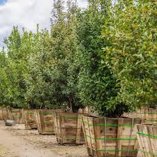 Image result for bay leaf bush foto