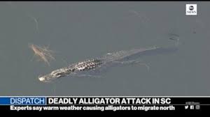 Woman Walking Dog Victim Of Gator Attack Video Abc News