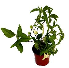 Mexican honeysuckle, mohintli, firecracker bush, orange plume flower. Justicia Spicigera