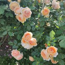 Image result for Margaretta rosea