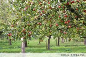 Wann ist die richtige zeit? Apfelbaum Pflanzen Wann Welchen Und Wie Gartenlexikon De