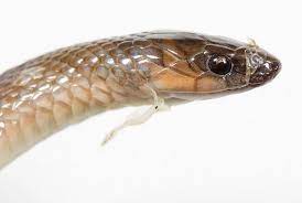 Rough Earth Snake Molting Small Snakes Snake Landscape Timbers