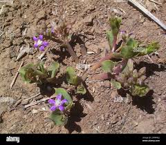 Image result for Raphionacme hirsuta